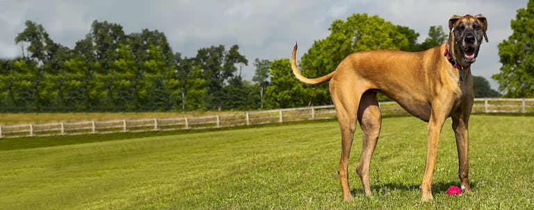 How to Train a Great Dane to Not Chew